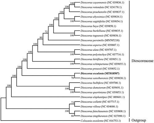 Figure 1. Phylogenetic tree showing the relationship between D. esculenta and 24 species belonging to Dioscoreaceae family, C. esculenta was taken as the outgroup. Phylogenetic tree was constructed based on the complete chloroplast genomes using maximum likelihood (ML) with 1000 bootstrap replicates. Numbers in each the node indicated the bootstrap support values.