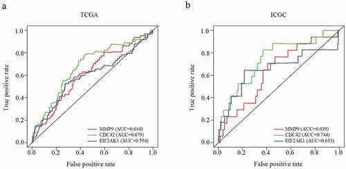 Figure 5. ROC analysis of the CDC42, EIF2AK1 and MMP9 signatures in HCC. (a) ROC analysis of the TCGA database. (b) ROC analysis of the ICGC database