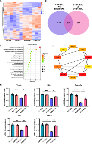 Figure 8 Fullerenols altered the hippocampus transcriptome in four groups of mice. (A) Hierarchical clustering gene expression heatmap of the four groups of mice. (B) Venn diagram for the treatment of co-regulated DEGs by fullerenols. (C) The top 15 GO pathways in BP enrichment. (D) HUB genes in neurogenesis regulatory pathways. (E) RT-qPCR verification of HUB genes in the regulatory pathways of neurogenesis (Vegfa: genotype effect: F (1, 8) = 8.740, P = 0.0182; drug effect: F (1, 8) = 4.033, P = 0.0795; genotype × drug interaction effect: F (1, 8) = 11.23, P = 0.0101. Sema3a: genotype effect: F (1, 12) = 44.98, P < 0.0001; drug effect: F (1, 12) = 2.494, P = 0.1403; genotype × drug interaction effect: F (1, 12) = 7.387, P = 0.0187. Kdr: genotype effect: F (1, 8) = 70.41, P < 0.0001; drug effect: F (1, 8) = 3.682, P = 0.0913; genotype × drug interaction effect: F (1, 8) = 9.470, P = 0.0152. Flt1: genotype effect: F (1, 12) = 17.61, P = 0.0012; drug effect: F (1, 12) = 7.021, P = 0.0212; genotype × drug interaction effect: F (1, 12) = 9.987, P = 0.0082. Ntrk2: genotype effect: F (1, 8) = 24.72, P = 0.0011; drug effect: F (1, 8) = 13.56, P = 0.0062; genotype × drug interaction effect: F (1, 8) = 11.56, P = 0.0094), the data are presented as mean ± SEM, N = 3–4, *P < 0.05, **P < 0.01, ***P < 0.001.