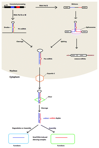 Figure 1. Biogenesis of canonical and mirtron miRNAs in animals.