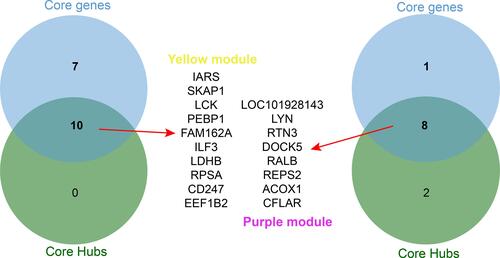 Figure 8 Core genes in immune related key modules. The key genes in the PPI network and the genes whose correlations with modules were higher than 0.85 were analyzed by a Venn diagram and screening of the core genes that were consistent in both. The top is the Venn diagram of the yellow module, and the bottom is the Venn diagram of the purple module.
