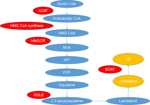 Figure 5 Cholesterol synthesis. Acetyl-CoA forms acetoacetyl-CoA catalyzed by ACAT, which then, through HMG CoA synthase, generates HMG-CoA. HMG-CoA, catalyzed by HMGCR, forms MVA, leading to the production of squalene. Squalene is oxidized by SQLE to 2,3-epoxysqualene, ultimately synthesizing cholesterol. Cholesterol, with the assistance of SOAT, is converted into CEs.