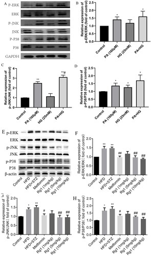 Figure 8. Effects of PA and PA + HG on MAPK pathway in the HMCs and the regulatory role of Rg1 in the T2DM mice. (A) The bands of p-JNK, JNK, p-P38, P38, p-ERK, ERK, and GAPDH in the HMCs (Western blotting, n = 3). (B) The relative expression of p-ERK/ERK in the HMCs over control. (C) The relative expression of p-JNK/JNK in the HMCs over control. (D) The relative expression of p-P38/P38 in the HMCs over control. (E) The bands of p-JNK, JNK, p-P38, P38, p-ERK, ERK, and β-actin in the mice (Western blotting, n = 4). (F) The relative expression of p-ERK/ERK over control. (G) The relative expression of p-JNK/JNK over control. (H) The relative expression of p-P38/P38 over control. The data are expressed as the mean ± SD, *p< 0.05, **p< 0.01 compared with the control group; #p< 0.05, ##p< 0.01 compared with the HFD + STZ group.