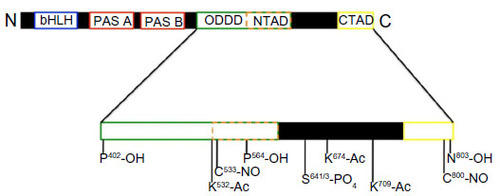 Figure 2 Post-translational modifications of HIF-1α.