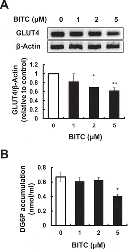 Figure 5. Inhibitory effects of BITC on the GLUT4 gene expression and glucose uptake.The confluent 3T3-L1 adipocytes were incubated with the differentiation-inducing media with or without BITC for 3 days, then the gene expression level of GLUT4 was determined by RT-PCR (A) or the glucose uptake level was determined by an enzyme-dependent fluorometric assay (B). All values were expressed as means ± SD of three separate experiments (*p < 0.05, **p < 0.01 compared to negative control).