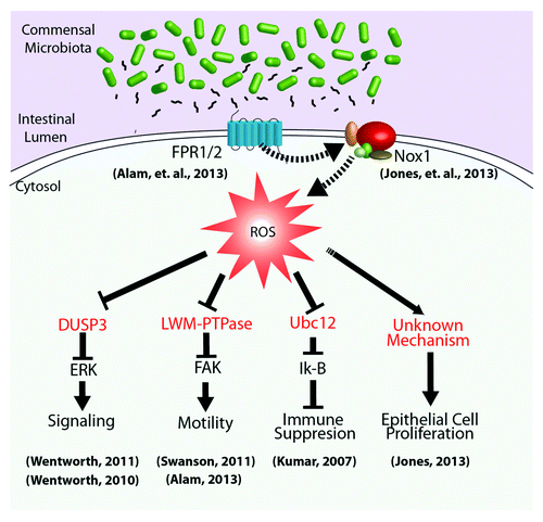 Figure 1. Cellular signaling pathways regulated by microbial-elicited ROS generation. Commensal microbiota and/or their products within the intestinal lumen influence the activity of homeostatic processes through the regulation of cellular redox processes. For example, luminal bacteria produce and shed small formylated peptides, which are perceived via formyl peptide receptors localized to the apical surface of gut epithelia.Citation25 These, and likely other receptors, activate NADPH oxidases that transduce microbial signals via highly localized ROS production,Citation23 affecting the oxidation status and thus the activity of redox sensor regulatory proteins (in red), such as DUSP3, LMW-PTPase, and the Nedd8 ligase, Ubc12. Downstream basic cellular processes, including proliferation, motility, and inflammation, can thus be modulated by changes in microbial-dependent cellular redox balance.