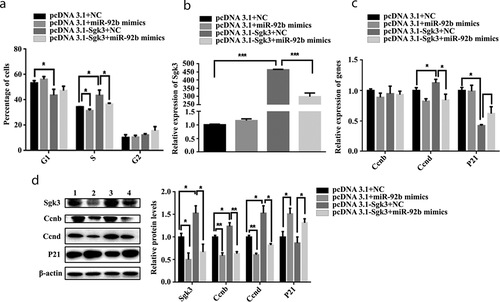 Figure 6. miR-92b-3p mimics inhibited C2C12 cell cycle progression and proliferation by targeting SGK3. (a) Flow cytometry analysis of C2C12 cells after transfection. pcDNA3.1-SGK3 decreased cell number in the G1 phase and increased cell number in the S phase. miR-92b-3p mimics decreased cell number in the S phase and weakened the promoting effect induced by pcDNA3.1-SGK3 on cell number in the S phase. (b) mRNA level of SGK3 after transfection measured by qPCR. pcDNA3.1-SGK3 increased the mRNA level of SGK3, miR-92b-3p mimics weakened the promoting effect induced by pcDNA3.1-SGK3 on SGK3 mRNA level. (c) mRNA level of cell cycle genes measured by qPCR. pcDNA3.1-SGK3 increased the mRNA level of CCND and decreased the mRNA level of P21. miR-92b-3p mimics weakened the promoting effect induced by pcDNA3.1-SGK3 on CCND mRNA level. (d) Western blot results of C2C12 cells after transfection. pcDNA3.1-SGK3 increased the protein level of SGK3, CCNB, and CCND. miR-92b-3p mimics decreased the protein level of SGK3, CCNB, and CCND; increased the protein level of P21; and weakened the promoting effects induced by pcDNA3.1-SGK3 on SGK3, CCNB, and CCND protein level. * p < 0.05, ** p < 0.01, *** p < 0.001. All experiments were repeated three times, and results are presented as mean ± S.E.M