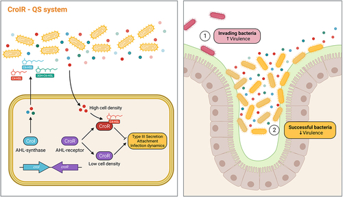 Figure 6. QS plays an important role regulating C. rodentium pathogenesis within the gut. Our proposed model illustrates how the CroIR system in C. rodentium regulates the pathogen’s virulence response and host infection dynamics. The CroIR system relies on a LuxI-type synthase, CroI, which produces multiple AHLs: C4-HSL, C6-HSL and 3-hydroxy-C6-HSL; and also depends on a LuxR-type receptor and transcriptional regulator, CroR, whose function is mediated by the binding of its cognate AHL, C4-HSL. When the cell density is low, CroR enhances the expression of several signaling cascades that directly or indirectly lead to the upregulation of virulence machineries, such as the type III secretion (T3S) system, which promotes the intimate attachment of the pathogen to the host epithelium, and enhances colonization success. As the population density increases, the binding of C4-HSL to CroR reverts the T3SS expression to basal levels and reduces the metabolic cost associated with expressing this virulence machinery. Together, this highlights the role of CroIR as an effective mechanism to regulate virulence and infection dynamics according to the pathogen’s spatio-temporal context.