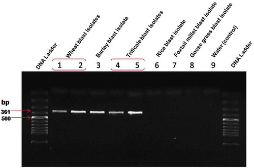 Fig. 4 PCR analysis of triticale blast isolates including some other hosts (wheat, barley, rice, foxtail millet, and goose grass) with MoT3 primers for confirming the Magnaporthe oryzae pathotype Triticum in a molecular detection assay