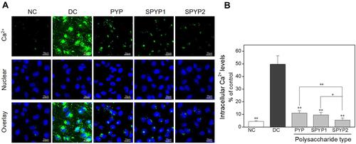 Figure 4 Changes of intracellular Ca2+ levels of damaged cells before and after repair by PYPs with different –OSO3– content. (A) Fluorescence microscopy images; (B) quantitative histogram of fluorescenceintensity. Polysaccharide concentration: 100 μg/mL; oxalate concentration: 2.6 mmol/L: injury time: 3.5 h; repair time: 12 h. Compared with DC group, *P<0.05; **P<0.01. Scale bars: 20 μm.