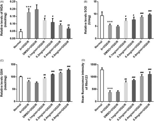 Figure 6. SBD attenuated oxidative damage and restored mitochondria dysfunction in PC12 cells after OGD/R injury. PC12 cells were pretreated with different concentrations of SBD (0.1–0.8 mg/ml) for 24 h, followed by OGD/R injury. (A) The MDA content, (B) SOD activity and (C) GSH levels were determined by special commercial assay kits. (D) The mitochondrial membrane potential (Δψm) was measured by Rh123 staining. **p < .01, ***p < .001 compared to Normal group. #p < .05, ##p < .01, ###p < .001 compared to DMSO + OGD/R group. Data presented as mean ± SD (n = 3).