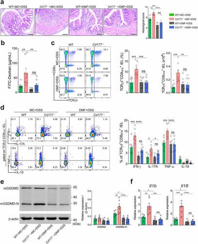 Figure 5. Administration of DMF ameliorates DSS-induced colitis in Cd177−/− mice. Acute colitis was induced in WT (n = 8) and Cd177−/− (n = 8) mice by 2% DSS in drinking water and treated orally with methocel (MC) or DMF (100 mg/kg) daily throughout the 10-day observation. (a) Representative H&E staining of the colon tissues was obtained from these mice on day 10. Scale bar, 100 µm. Histological scores were shown as indicated. (b) Serum levels of FITC-dextran in each group. (c) Flow cytometric analysis of TCRγδ+CD8αα+ IELs in the colon of each group on day 10. Bar charts showed the proportion and the absolute number of the indicated IELs. (d) The frequencies of IFN-γ-, IL-17A-, TNF-α-, and IL-10-expressing TCRγδ+CD8αα+ IELs isolated from the colon of colitic WT and Cd177−/− mice treated with MC or DMF (n = 6 per group), assessed by flow cytometry and counted into the statistical chart. (e) The full-length GSDMD and GSDMD-N in flow-sorted TCRγδ+CD8αα+ IELs of indicated groups were determined by Western blot. Bar charts showed the relative expression of GSDMD and GSDMD-N. (f) The mRNA levels of pyroptosis-associated cytokines in flow-sorted TCRγδ+CD8αα+ IELs (n = 6 per group). Data were representative of three independent experiments. *p < .05; **p < .01; ***p < .001; and ****p < .0001 and ns, no significant difference.