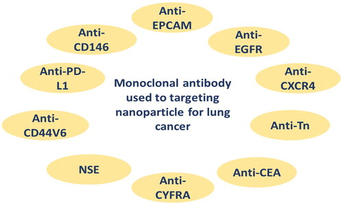 Figure 4. Types of monoclonal antibody used as targeted nanoparticles for lung cancer.