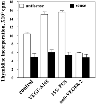 4 Prostate cancer cell proliferation. LNCaP-C4-2 was transfected with PTEN in sense or antisense orientation in the plRES2-EGFP vector. LNCaP-C4-2 proliferation in response to VEGF-A165 (20 ng/ml), 15% FCS, and anti-VEGFR-2 antibody was measured by 3H-thymidine uptake (24 h time point).