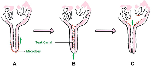 Figure 2 Process of infection. (A) Microbes stick to the teat. (B) Migrate into the teat canal. (C) Microbes colonized in secretory cells and produce toxins in milk-producing cells.