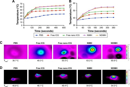 Figure 3 Evaluation of the photosensitivity properties of NDIMH.Notes: (A) Maximum temperature profiles of PBS, free ICG, free nano ICG, NIMH, and NDIMH under NIR laser irradiation in vitro. (B) Maximum temperature profiles of the irradiated area of nude mice bearing tumors injected with PBS, free ICG, free nano ICG, NIMH, and NDIMH in vivo. (C) Infrared thermographic maps of a 24-well plate after 10 minutes of irradiation. (D) Infrared thermographic maps of mice after intratumoral injection at 6 minutes after laser irradiation. (E) The ROS generation of different formulations (scale bar represents 25 µm, magnification ×630). (F) The cellular uptake of DOX in SCC-15 (scale bar represents 25 µm, magnification ×500). (G) The quantitative analysis of ROS generation (mean ± SD, n=3). (H) The quantitative analysis of cellular uptake of DOX (mean ± SD, n=3, ***P<0.001).Abbreviations: DOX, doxorubicin; ICG, indocyanine green; NDIMH, nano DOX-ICG matrix metalloproteinase-responsive hydrogel; NDMH, nano DOX matrix metalloproteinase-responsive hydrogel; NIMH, nano ICG matrix metalloproteinase-responsive hydrogel; NIR, near infrared.