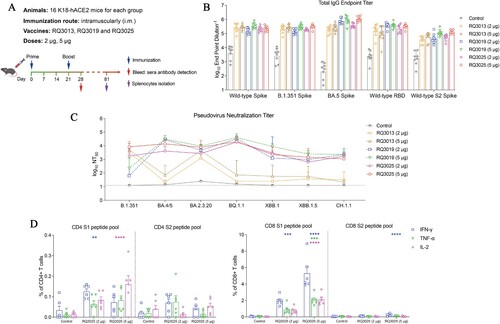 Figure 3. Immunogenicity of RQ3025 in K18-hACE2 transgenic mice. (A) The scheme of mice immunization. Mice were intramuscularly immunized with saline (Control), low dose (2 μg) or high dose (5 μg) of RQ3013, RQ3019 or RQ3025 (n = 16 per group). Time points of vaccination, bleeding, and splenocyte isolation are indicated by arrows. (B) ELISA analysis of IgGs binding to the wild-type RBD antigen, S proteins from the wild-type and SARS-CoV-2 variants, and the wild-type S2 subunit with sera collected on day 28. Values are geometric mean ± SD. (C) Neutralizing antibody titers in day-28 sera, analyzed by the lentiviral luciferase-based pseudovirus entry assay. The black dashed line indicates the detection limit of the assay (reciprocal titer of 12.5). Values are geometric mean ± SD. (D) The percentages of CD4+ and CD8+ T cells expressing IFN-γ, IL-2, and TNF-α were assessed using intracellular cytokine staining and flow cytometry in splenocytes collected 60 days after the second immunization and stimulated with a pool of peptides derived from either the S1 or S2 regions of the SARS-CoV-2 Spike protein. Data are presented as mean ± SEM. The significance analysis was conducted in comparison with the control group. Statistical analyses were carried out by ANOVA and Tukey’s multiple comparison tests (**P < 0.005; ***P < 0.001; ****P < 0.0001).