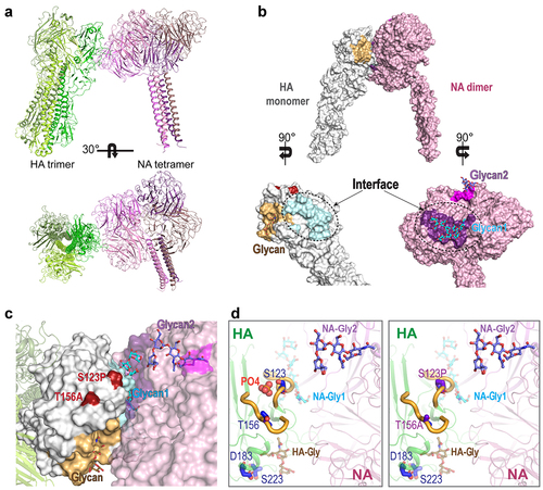 Figure 7. Structural modeling of 2.3.4 Rg viruses with WT H5 and HA with combination mutations. (A) Docking model of the influenza a HA trimer and NA tetramer. (B) Predicted contact regions (dashed line) for docked structures identified in HA (protein data bank (PDB) id: 4bh0) (cyan) and NA (PDB id: 6crd) (purple) using the ZDOCK server. The glycan-binding sites are colored bright orange (HA), magenta, and purple (both in NA). The contact region in HA is colored pale cyan. The identified NA contact site also overlaps with a sialic acid-binding site. Among the four identified mutations in 2.3.4 H5, S123P and T156A (red) are located near the contact interface. (C) the HA-NA contact interface in the docking model and the site of glycan binding are presented in detail, with glycans shown as sticks. (D) Details regarding the four mutation sites in 2.3.4 H5 identified in this study, which are shown as blue sticks in their respective loop (thick yellow) locations. A phosphate molecule (orange spheres) is depicted between the loops near residues S123 and T156 in the WT structure of HA. AA substitutions of S123 and T156 to pro and ala, respectively, leading to the loss of phosphate molecules that may have elicited conformational changes affecting the stability and flexibility of these loops and the overall interaction with NA. All images were generated using PyMOL.