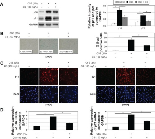 Figure 3 Cellular senescence affected by CSE and Cordyceps sinensis. 16HBE cells were stimulated with 2% CSE and/or C. sinensis (100 mg/L) (2 hours before adding CSE) for 24 hours.