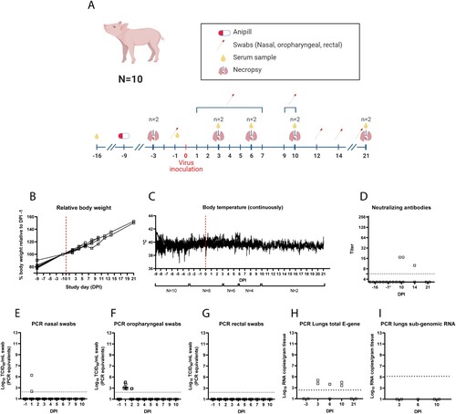 Figure 1. Study design and results for the SARS-CoV-2 pig challenge study. Challenge and sampling timeline (A), effect of SARS-CoV-2 challenge on pig body weight (B), and pig body temperature (C). Neutralizing antibodies (D) and (subgenomic) PCR results (E, F, G, H, I).