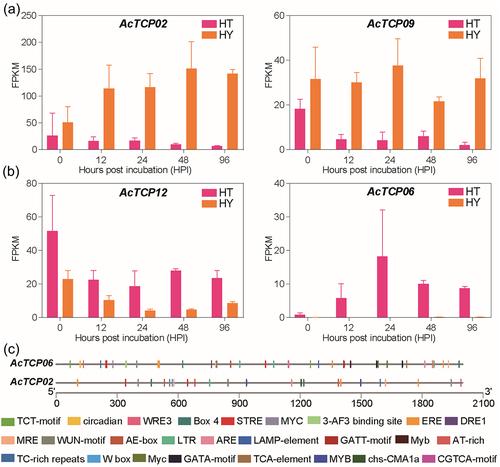 Figure 9. Expression levels of four AcTcps in two kiwifruit materials (HT and HY).