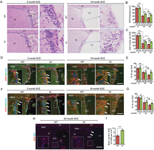 Figure 2. Increased autophagy partially rescues the decline of NSC pool during aging in Becn1 Kl mice. (A) H&E staining of SVZ in 3-months-old and 18-months-old WT and Kl mice. The boxed area is shown in detail on the right side. (B and C) Mean ± SE of SVZ thickness (B) and cell number (C) of WT and Kl mice at 3 mo, 13 mo, and 18 mo. n = 5 animals. (D) Immunofluorescence for GFAP, NES, and DAPI in SVZ of 3-months-old and 18-months-old WT and Kl mice. The boxed area is shown in detail as inset. (E) Mean ± SE of the number of GFAP+ NES+ cells per SVZ section of WT and Kl mice at 3 mo, 13 mo, and 18 mo. n = 5 animals. (F) Immunofluorescence for GFAP, SOX2, and DAPI in SVZ of 3-months-old and 18-months-old WT and Kl mice. The boxed area is shown in detail as inset. (G) Mean ± SE of the number of GFAP+ SOX2+ cells per SVZ section of WT and Kl mice at 3 mo, 13 mo, and 18 mo. n = 5 animals. (H) Immunofluorescence for long-term retentioned BrdU and DAPI in SVZ of 3-months-old and 18-months-old WT and Kl mice. The boxed area is shown in detail as inset. Arrows indicated additional BrdU+ cells in KI mice. (I) Mean ± SE of the number of BrdU+ cells per 1 mm3 SVZ section of WT and Kl mice at 18 mo were shown. n = 5 animals. CC; corpus callosum; E: ependymal; LV: lateral ventricle; RMS: rostral migratory stream; St: striatum; SVZ: subventricular zone. Bar: 100 μm and 50 μm for enlarged panels in A. *: p < 0.05, **: p < 0.01, ***: p < 0.001. ns: no significance. Student’s t test and Two-way Anova were used for statistical analysis.