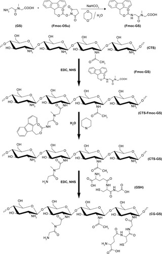 Scheme 1 Schematic reaction for the synthesis of chitosan-glutathione-glycylsarcosine (CG-GS).Abbreviations: CTS, chitosan; CG-GS, chitosan-glutathione-glycylsarcosine; EDC, carbodiimide hydrochloride; Fmoc-OSu, Fmoc N-hydroxysuccinimide ester; GSH, l-glutathione reduced form; NHS, N-hydroxysuccinimide.