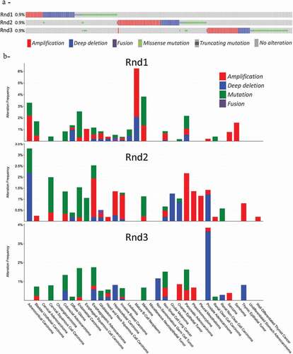 Figure 3. Genetic alterations of RND genes in cancers. Data extracted from the CBioPortal database (https://www.cbioportal.org/). Data from TCGA PanCancer Altlas studies pooling 32 studies and 10,967 samples were analysed for RND1, RND2 and RND3 genes. (a) Shown is the OncoPrint. Note that only tumours with RND alterations (n = 290) are present on the schema. (b) Shown is the Cancer Types Summary. The y axis shows the frequency of alterations, whereas the x axis indicates tumour types