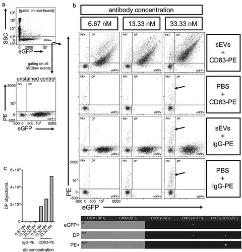 Figure 8. Evaluation of antibody-staining protocols. (a) Gating on total SSC(low) events and dotplot of eGFP (Ch02) vs. PE (Ch03) fluorescence detection channels for an unstained THP-1:CD63eGFP derived pre-cleared (900 × g for 5 min and 2,000 × g for 15 min) and 0.22 µm filtered CM sample (DP = double positive). (b) Dotplots gated on SSC(low), with examples for THP-1:CD63eGFP derived samples prepared as in (a) and PBS buffer controls stained at different concentrations of PE-labelled anti-CD63 or IgG isotype control antibodies. All filtered CM samples were stained without further dilution at RT protected from light for 2 h. Directly afterwards samples were diluted 4-fold in PBS and acquired with the ISX without further washing. All samples were acquired for 5 min. Representative images of eGFP(+)PE(−) [eGFP(+)], eGFP(−)PE(+) [PE(+)] and double positive (DP) events are shown. Arrows indicate eGFP(−)PE(+) events originating from the applied antibody solution. (c) Quantification of DP-gated event concentrations per mL. One out of two individual experiments with comparable outcome is shown.