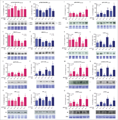 Figure 4. ERK and Akt signaling in liver of growing GH-overexpressing mice and normal littermates. A,B: ERK- phosphorylation at threonine 202 and tyrosine 204 in female and male mice. C,D: ERK protein abundance in female and male mice. E,F: Akt phosphorylation at serine 473 in female and male mice. G,H: Akt protein abundance in female and male mice. I,J: GSK3 phosphorylation at serine 9 in female and male mice. K,L: GSK3 protein abundance in female and male mice. M,N: mTOR phosphorylation at serine 2448 in female and male mice. O,P: mTOR protein abundance in female and male mice. Signaling mediators were assessed in liver of GH-transgenic animals (T) and their non-transgenic littermates (N) for 2-week-old (2w), 4-week-old (4w) and 9-week-old (9w) mice. Equivalent amounts of solubilized tissue were analyzed by immunoblotting. Representative immunoblots (IB) as well as Coomassie blue staining (CBS) of PVDF membranes are shown. Bands were quantified by scanning densitometry. Values were expressed as percentage, referred to the average for 9-week-old transgenic female and male mice. Data are the mean ± SEM of the indicated n number of samples per group, each one representing a different animal. Different letters denote significant difference by age within genotype; small letters correspond to normal mice and capital letters to transgenic animals. Asterisks indicate significant differences between GH-overexpressing animals and their corresponding non-transgenic age controls; ns stands for non-significant. Number sign indicates significant difference between sexes. Arrows indicate the quantified bands.