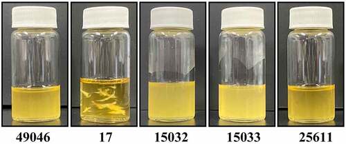 Figure 1. Comparison of P. intermedia strains grown in liquid medium. In the cultures of Pi17, viscous materials with fine fibrous structures that formed into bundles were observed. On the other hand, such viscous materials were not observed in the culture supernatants of the other strains.The bacterial cells were grown in B-HK medium for 24 h at 37°C anaerobically (80% N2, 10% H2, 10% CO2).