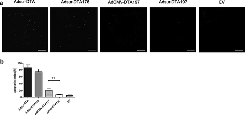 Figure 4. Adsur-DTA197 showed how safe it is for normal cells in vivo. (a). Representative fields from the immunohistochemical staining by means of TUNEL staining of the muscle tissue of the mice treated with adenoviruses. (b). Adsur-DTA and Adsur-DTA176 were highly toxic to the muscle tissue. In comparison with AdCMV-DTA197, Adsur-DTA197 caused minimal toxicity in the muscle tissue of the mice (**p < .01)