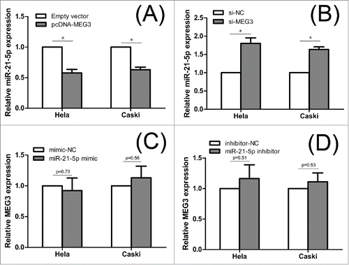 Figure 6. The interaction between MEG3 and miR-21-5p. (A, B) Hela and CaSki cells were transfected with pcDNA-MEG3 or si-MEG3, and qRT-PCR was used to detect the miR-21-5p levels compared with controls. (C, D) Hela and CaSki cells were transfected with miR-21-5p mimic or inhibitor, and qRT-PCR was used to detect the MEG3 levels compared with controls. ＊P < 0.05.