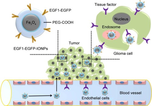 Figure 1 Schematic representation of EGF1-EGFP-IONPs for glioma targeting. After being intravenously injected, the disrupted BBB and receptor-mediated endocytosis by TF-positive glioma cells and endothelial cells can provide specific retention of NPs in the tumor, resulting in MR contrast enhancement.Abbreviations: EGF1, epidermal growth factor-like domain-1; EGFP, enhanced green fluorescent protein; IONPs, iron oxide nanoparticles; NPs, nanoparticles; TF, tissue factor; MR, magnetic resonance; BBB, blood-brain-barrier.