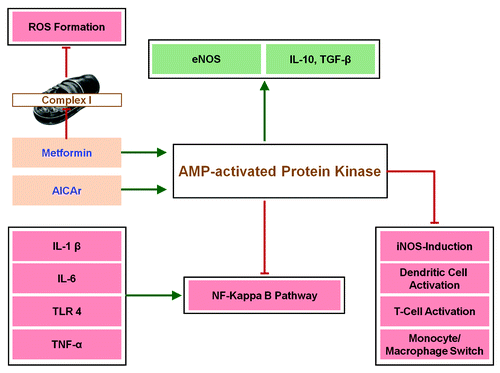 Figure 2. Simplified scheme how metformin and AICAr act as anti-inflammatory or immunosuppressive agents. Green arrows indicate activation or stimulation; Red lines with masthead indicate inhibition. Metformin may not only stimulate AMPK but block excessive reactive oxygen species (ROS) formation by mitochondria, which can activate the Nuclear Factor (NF)–ΚB pathway (not shown). For details on the role of AMPK in macrophages, see ref. Citation115. Molecular detailed pathways are found in ref. Citation120.