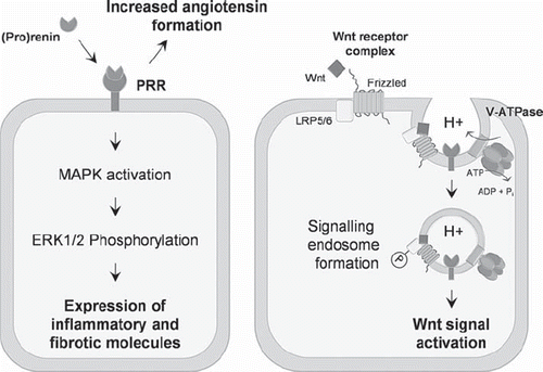 Figure 1. The (pro)renin receptor regulates the renin-angiotensin system by increasing the catalytic activity of (pro)renin and increasing angiotensin formation. (Pro)renin binding to the PRR also results in the activation of signalling cascades, resulting in the expression of inflammatory and fibrotic molecules (left panel). Additionally, PRR interacts with members of the Wnt receptor complex and contributes to the activity of the V-ATPase, thereby regulating the Wnt signal activation (right panel). See text for further details.