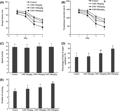 Fig. 2. The effects of CMT on cognitive performance in MWM test.Notes: After 14 days of CMT treatments, spatial memory of aged mice was assessed using MWM test. 200 mg/kg CMT treatment significantly decreased the escape latency and total distance traveled (A and B, *p < 0.05 vs. the control group), but CMT treatments did not significantly change the swim speed (C). In the retention trial, 200 mg/kg CMT treatment significantly increased the percentages of time in target quadrant (D, p < 0.05) and the number of crossing (E, p < 0.05). Data are the means ± SEM. of eight mice in each group, and the means with different letters are significantly different (p < 0.05).