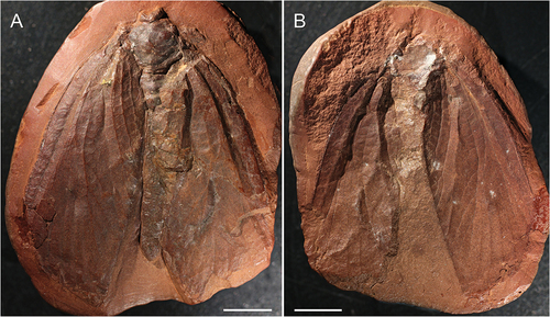 Figure 3. Sosnowiecia dareki gen. et sp. nov., holotype MP ISEA I−F/MP/1488/22-08 (Natural History Museum of the Institute of Systematics and Evolution of Animals PAS, Cracow coll.), Langsettian (Westphalian A): Pensylvannian, Sosnowiec-Klimontów, originally Porąbka-Klimontów Mine, Poland. (A) photograph of habitus – imprint, (B) photograph of habitus – counter-imprint. Scale bars = 5 mm.