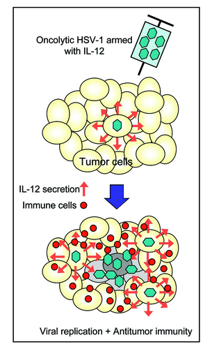 Figure 2 Concept of antitumor efficacy augmentation using oncolytic HSV-1 armed with an immunostimulatory gene. When oncolytic HSV-1 armed with the IL-12 gene infects tumor cells, IL-12 is secreted in the course of viral replication and stimulates the immune cells. In addition to direct tumor cell killing via viral replication and spread, tumor cells are destroyed by augmented antitumor immune responses, resulting in enhanced antitumor activities.