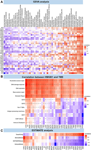 Figure 4 Correlation between HMGB1 expression and tumor microenvironment. (A) The correlation between HMGB1 expression and possible pathways in different tumors by GSVA method. (B) The correlation between HMGB1 expression and tumor microenvironment. (C) The correlation between HMGB1 expression and tumor microenvironment by ESTIMATE method. P > 0.05, < 0.05, < 0.01, < 0.001, and < 0.0001 were presented as “ns”, “*”, “**”, “***”, “****”, respectively.