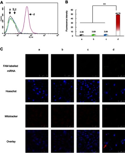 Figure 2 Cellular uptake and co-localization of functional miRNA liposomes in TNBC cells. (A). Cellular uptake in MDA-MB-231 cells after treatments. a, blank control; b, FAM labeled free miRNA complexes; c, FAM labeled regular miRNA liposomes; d, FAM labeled functional miRNA liposomes. The results indicate that the FAM labeled functional miRNA liposomes significantly enhance the cellular uptake by MDA-MB-231 cells. (B) Fluorescence intensity values in MDA-MB-231 cells after treatments. a, blank control; b, FAM labeled free miRNA complexes; c, FAM labeled regular miRNA liposomes; d, FAM labeled functional miRNA liposomes. **P<0.01. The results reveal that the FAM labeled functional miRNA liposomes exhibit the strongest cellular uptake by MDA-MB-231 cells. (C) Co-localization in MDA-MB-231 cell mitochondria after treatments. a, blank control; b, FAM labeled free miRNA complexes; c, FAM labeled regular miRNA liposomes; d, FAM labeled functional miRNA liposomes. The results show that only FAM-labelled functional miRNA liposomes were effectively co-localized in cytoplasm and partially in mitochondria.