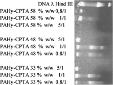 FIG. 2 Gel retardation assay PAHy-CPTA (58%), PAHy-CPTA (48%), PAHy-CPTA (28%)/DNA λ Hind III at different ratios w/w 0.8/1, 1/1, 5/1.