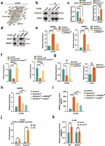 Figure 4. Gankyrin activates the NONO-AR-HMGB1 signaling pathway responsible for prostate cancer progression. (a), Gankyrin-interacting proteins validated by Nano LC–ESI–MS/MS and the protein–protein interaction network (STRING database) are presented. (b), Western blot analysis was utilized to identify endogenous gankyrin Co-immunoprecipitated (Co-IP) with NONO in C4-2B. IgG was detected as a control for Co-IP. (c), NONO mRNA expression was detected by RT‒PCR in gankyrin-knockdown (shGankyrin, left) or gankyrin overexpression (GankyrinOE, right) C4-2B cells and control cells. (d), Western blot analysis was utilized to identify endogenous NONO Co-immunoprecipitated with HMGB1 in C4-2B. (e), Real-time PCR assays of HMGB1 expression in gankyrin-overexpressing prostate cancer cells with or without NONO knockdown. (f), RT-PCR assays of HMGB1 expression in gankyrin knockdown prostate cancer cells without or with NONO overexpression. (g), AR expression was detected by real-time PCR in NONO-knockdown (shNONO, left) and NONO-overexpressing (NONOOE, right) C4-2B cells. (h), HMGB1 expression was detected by real-time PCR in control cells, gankyrin-overexpressing C4-2B without or with NONO or AR knockdown. (i), Quantification of the HMGB1 protein was performed in the culture media of control cells, gankyrin-overexpressing C4-2B without or with NONO or AR knockdown. (j), ChIP assay was taken to determine binding of AR to the HMGB1 promoter in control cells and gankyrin-overexpressing C4-2B. (k), Binding of AR to the HMGB1 promoter was confirmed by luciferase analyses in control cells and gankyrin-overexpressing C4-2B. AR binding was hindered in reporter gene with mutated variants (**p < .01 and ***p < .001).