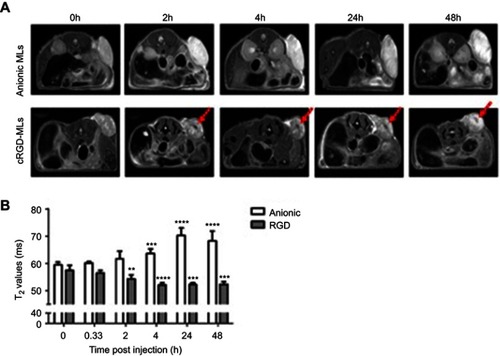 Figure 2 Magnetic resonance imaging (MRI) of mice injected with magnetolipsomes (MLs) (A) Representative in vivo MRI (T2-weighted RARE) before and 2, 4, 24 and 48h post-injection of cRGD-MLs and anionic MLs. Red arrows point to hypointense areas of signal changes, indicating uptake of RGD-MLs. (B) Quantification of the T2 values based on parametric T2 maps acquired by multi slice-multi echo MRI. Significant differences were detected between animals injected with cRGD-MLs and anionic MLs. Data are presented as mean ± SD (two-way ANOVA). **p<0.01, ***p<0.001, ****p<0.0001 vs baseline (n=9 animals/group).