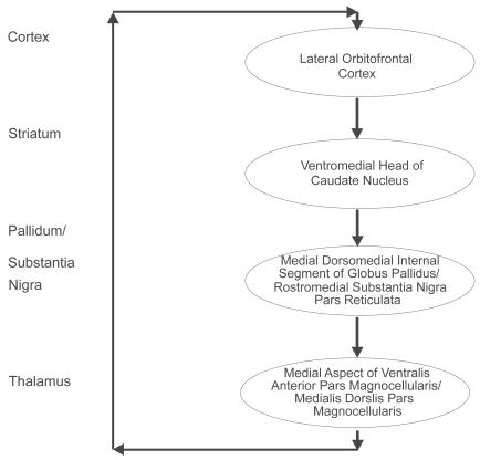 Figure 4 The lateral orbitofrontal basal ganglia-thalamocortical circuit. The ventromedial head of the caudate nucleus receives input from the superior temporal gyrus, the inferior temporal gyrus and the anterior cingulate area. The closed loop of the lateral orbitofrontal circuit is completed by the return from these two regions of the thalamus to the lateral orbitofrontal cortex. Copyright © 1986. Redrawn and adapted from CitationAlexander GE, DeLong MR, Strick PL. 1986. Parallel organization of functionally segregated circuits linking basal ganglia and cortex. Annu Rev Neurosci, 9:357–81.