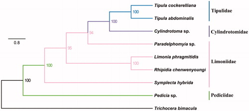 Figure 1. Bayesian phylogenetic tree of nine Diptera species. The posterior probabilities are labelled at each node.