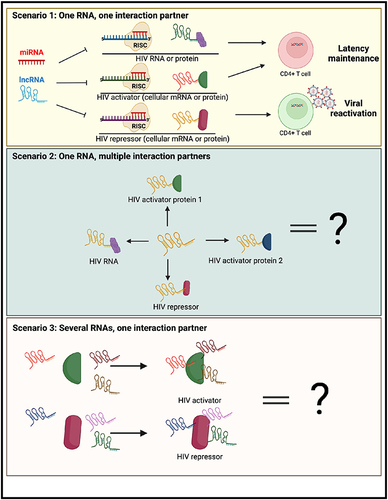 Figure 4 Summary of different scenarios for therapeutic targeting of regulatory RNAs for an HIV cure. (Top) The best-case scenario for an HIV cure would be the identification of a regulatory RNA, preferably a viral RNA, that has one interaction partner (HIV RNA, HIV activator or HIV repressor). Targeting of this RNA could lead to latency reversal and/or long-term proviral silencing. (Middle) Alternatively, a regulatory RNA may have diverse functions with different types of HIV regulators. (Bottom) Finally, regulators of HIV (activators/repressors) may interact with multiple regulatory RNAs, and thus disrupting their function may necessitate novel approaches. The figure was created in Biorender.com.