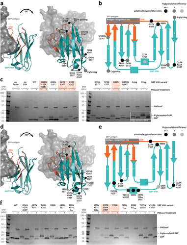 Figure 1. Artificial N-glycosylation introduced in a representative VHH. (a and b) Artificial N-glycosylation at ten sequons introduced in a representative VHH. Eight sites within seven loop regions are indicated in the structure of GFP-binding VHH GBP (PDB id 3OGO 16) and its topology scheme in which amino acid mutations required for introduction of N-glycosylation sites were introduced. Additionally, N- and C-terminal tags (QADDANATVQLVESGGA and VSSLQAAAAAANATVAAASGDVWDIHHHHHH, respectively) were introduced flanking the VHH coding sequence to introduce an N-glycosylation signature at the N- and C-terminal ends of the protein. (d and e) Additional sites in the E-F loop selected for introduction of N-linked glycosylation signatures are indicated in the structure and topology scheme of GBP. Saturation of the symbol indicates whether the site was more (black), less (dark gray) or not (light gray) efficiently N-glycosylated in VHH GBP as indicated by SDS-PAGE and western blot. Orange indicates CDR-regions of the VHH. (c and f) Coomassie-stained SDS-PAGE of supernatant of P. pastoris GlycoSwitchM5 expressing GBP glycovariants (single representative clone per glycovariant shown). Mutations performed to yield a specific variant are indicated; Gins and GGins indicate insertion of one or two glycine residues, respectively. A downwards shift of bands on SDS-PAGE upon PNGaseF treatment indicates removal of an N-glycan. VHH variants selected for further analysis are indicated by orange shading.