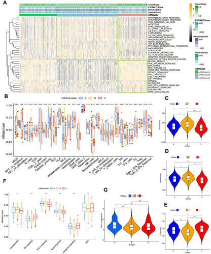 Figure 3 TME characteristics in the three m6A modification patterns. (A) GSVA enrichment analysis and ESTIMATE scoring heatmap of three m6A modification patterns in the Hallmark pathway gene set. The Orange colour in GSVA enrichment analysis represents high expression of the sample and the black colour represents low expression of the sample. (B) Comparison of immune cells and immune function in three m6A modification patterns by the ssGSEA method. The ESTIMATE algorithm was used to score (C) immune cells, (D) stromal cells and (E) tumour purity in three m6A-modified patterns samples. (F) Differential analysis of three m6A modification patterns in the stromal signaling pathways. (G) Differential expression analysis of PD-L1 in three m6A modification patterns. **p value < 0.01; ***p value < 0.001.