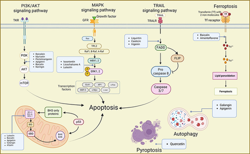 Figure 5 Mechanisms of flavonoids suppressing GC by inducing cell death inducing apoptosis, autophagy, ferroptosis, and pyroptosis. Created by Biorender.com.